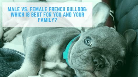 If the female dog is the french bulldog, you can most likely expect the puppies to have to be delivered by cesarean. Male vs. Female French Bulldog: Which is Best for You and ...