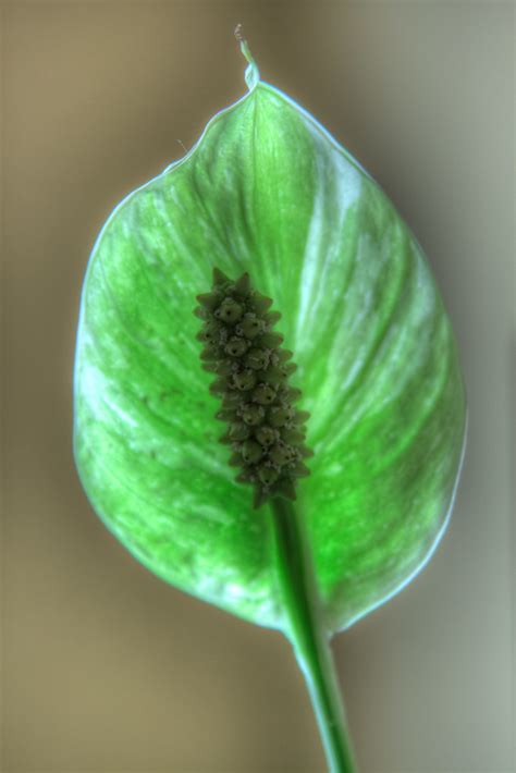 Peace Lily Flower The Peace Lily Flower Is Turning Green Flickr