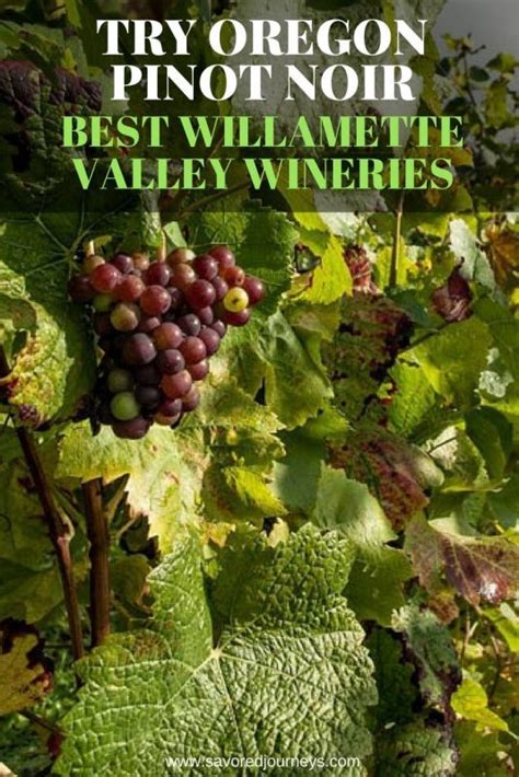 Best Wineries In Willamette Valley For Oregon Pinot Noir Savored Journeys