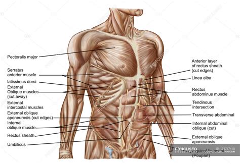 Chest Muscle Anatomy Diagram Chest And Abdominal Muscles Diagram The