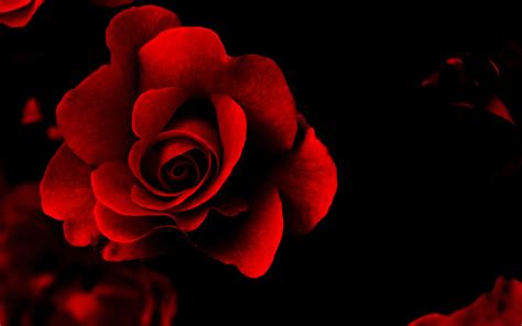 Here you can find the best red rose wallpapers uploaded by our community. 74 Rose Wallpaper For HD Download