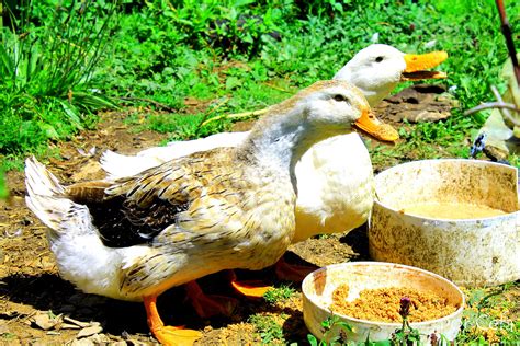 Cuidados Que Debes Tener Si Tienes Un Pato En Casa