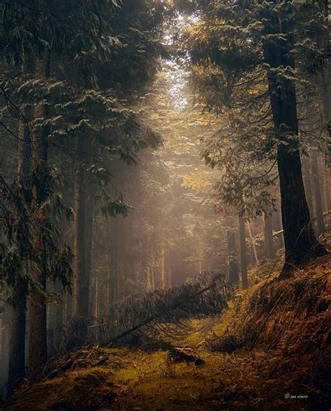Divine Forest 🌲🌳 в Instagram Presents Anerive