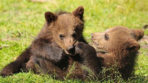 Picture Grizzly Bear Cubs Two Animal 1920x1080