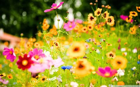 Find the best flower desktop backgrounds on getwallpapers. Summer flowers wallpaper - beautiful desktop wallpapers 2014