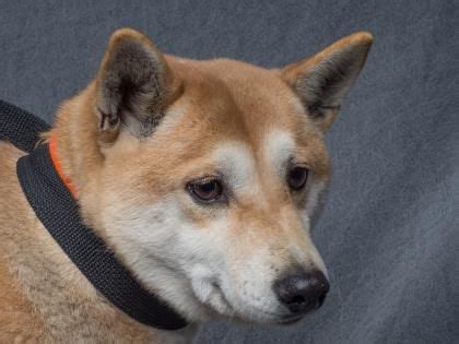 Please fill out an application if you are interested in fostering or adopting a cat or kitten in need. Petango.com - Meet Zoey, 4y 10m Shiba Inu available for ...