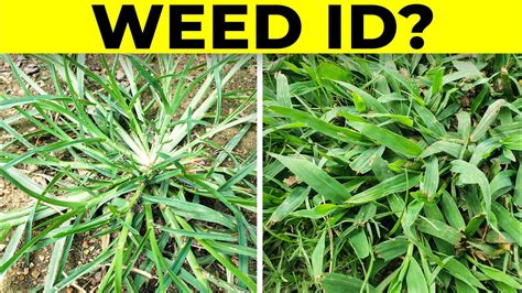 Identify Grassy Weeds In The Lawn Including Dallisgrass Crabgrass