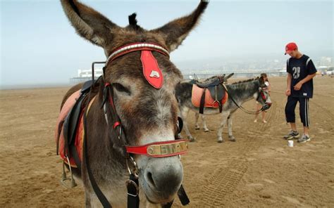 Donkeys Hate The British Weather And Would Rather Be Inside Study Finds