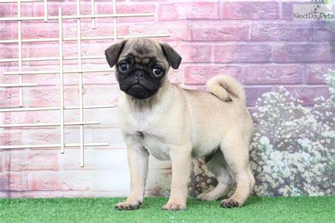 Chow Pug Puppy For Sale Near Baltimore Maryland 65624723 6e21