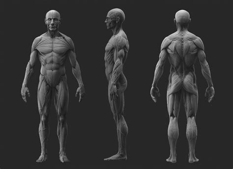 D Anatomy Model Anatomy Drawing Anatomy Art Skeleton Drawings Riset