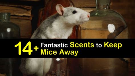 Smells That Keep Mice Away What Scents Repel Mice