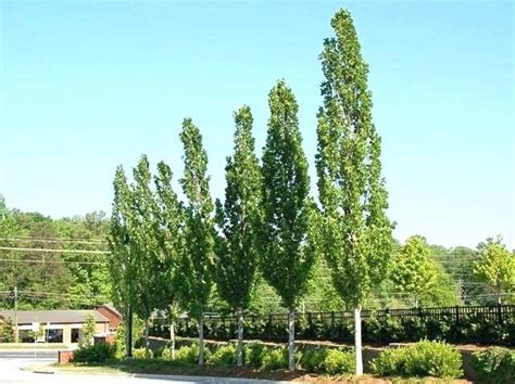 Tall Narrow Trees For Privacy Small Tree Taobaonewsinfo Columnar Trees