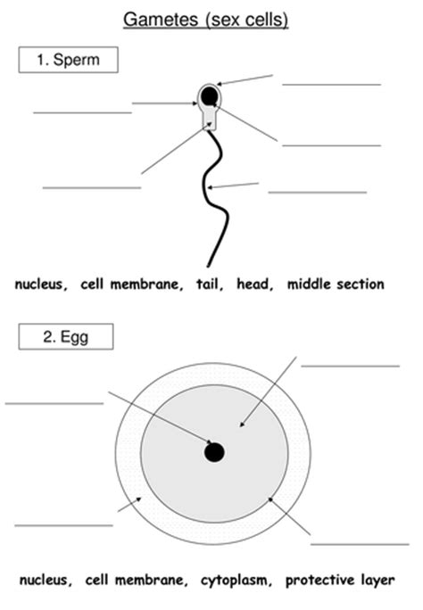 Sex Cells Structure Teaching Resources