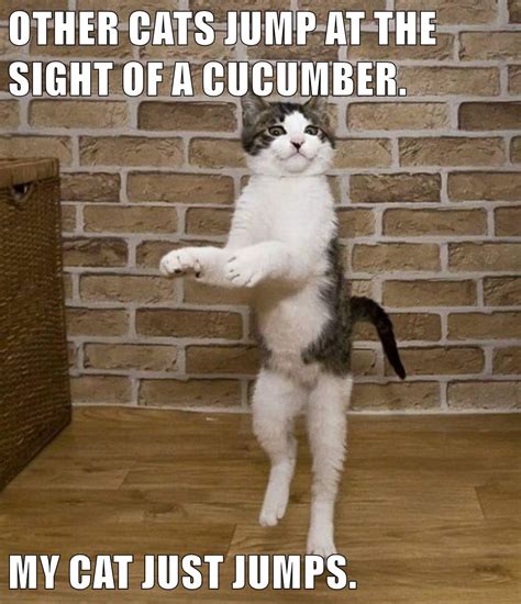 My Cat Just Jumps Lolcats Lol Cat Memes Funny Cats Funny Cat