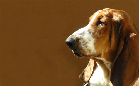 Basset Hound Dog Free Photo Download Freeimages