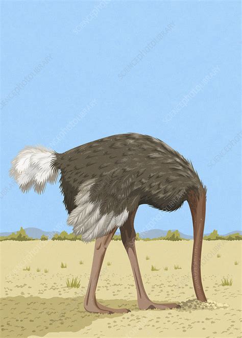 Ostrich With Head In The Sand Illustration Stock Image