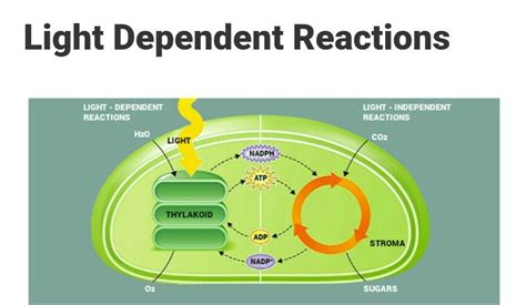 Botany Light Dependent Reactions Diagram Quizlet