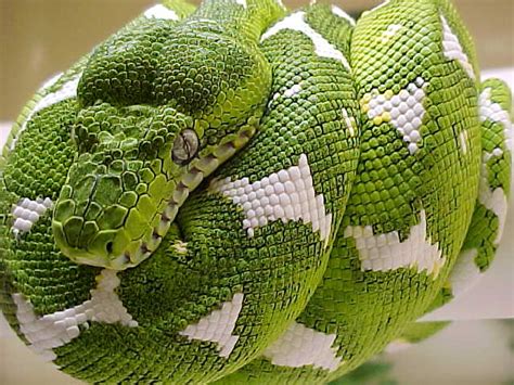 Beautiful Green Emerald Tree Boa Snake ~ Venomous Snakes