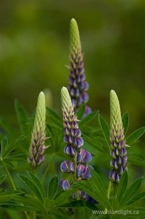 Four Blue Lupin Flowers ~ Flower Photo Island Light Photography