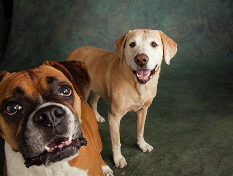 Portrait Of A Boxer Dog And Golden Photograph By Animal Images Pixels
