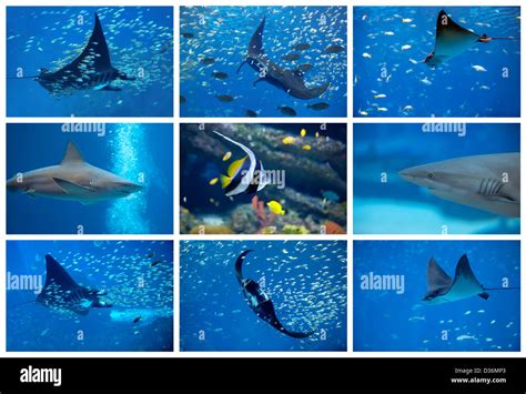 Animal Aquatic Collage Hi Res Stock Photography And Images Alamy