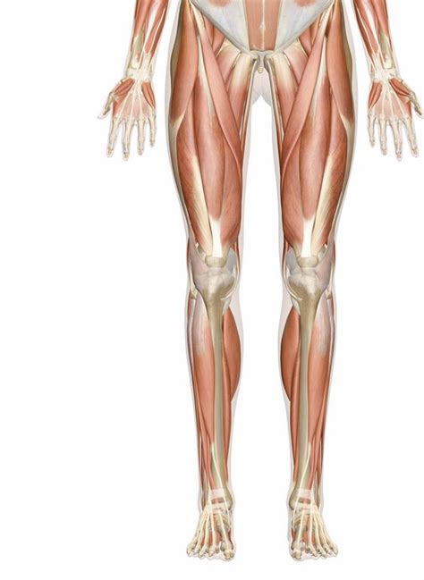 Whether they come at night or during the day, cramps can affect various muscle groups. Human Leg Muscles Diagram Muscles Of The Human Leg Diagram ...
