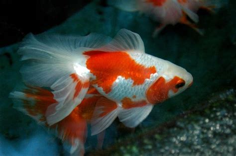Goldfish Red And White Fantail Aquariums Pinterest