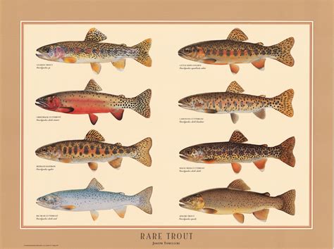 Tomelleris Rare Trout Fish Chart Fish Trout