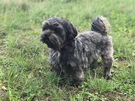 27 Dachshunds Mixed With Shih Tzu The Paws