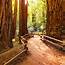 How To Spend A Perfect Day At Muir Woods National Monument