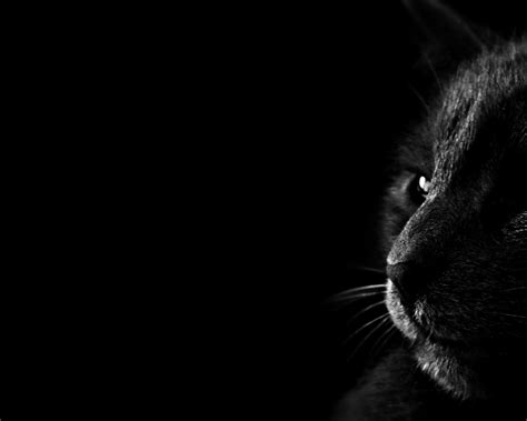 black cat background  images    desktop mobile tablet