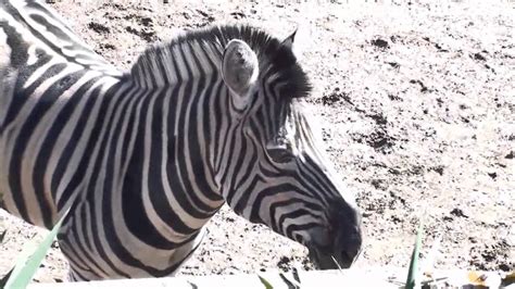 Philadelphia Zoo Zebra Up Close In Moat Youtube