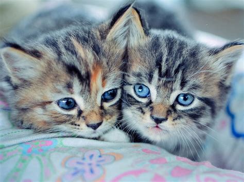10 Nice Photos For Cat Lovers Amo Images Amo Images