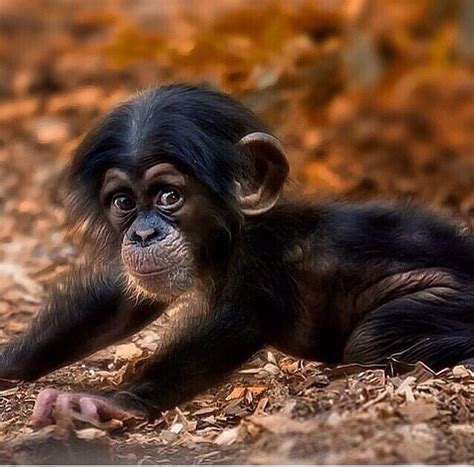 Changuito Bebe ️🐒 Cute Baby Monkey Cute Animals Cute Baby Animals