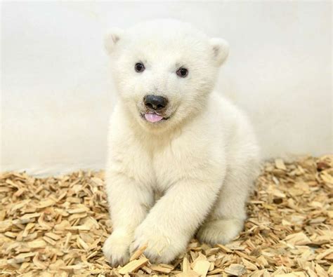 Its A Girl Zoos Adorable Baby Polar Bear Has 1st Checkup