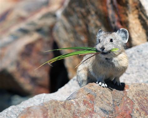 Pin By Paul Williams On Places People Of Interest American Pika