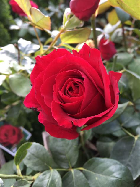 Rose Mr Lincoln 3ft Standard Hello Hello Plants And Garden Supplies