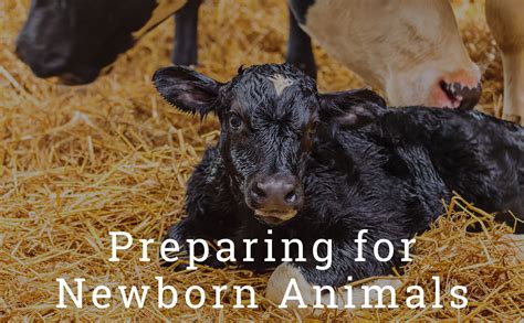 The Prospect Of Newborn Animals On Your Small Farm Or Homestead Can Be