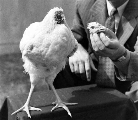 A Chicken Survived 18 Months Without A Head Most Interesting Files