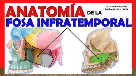 🥇 AnatomÍa De La Fosa Infratemporal ¡explicación Sencilla Youtube