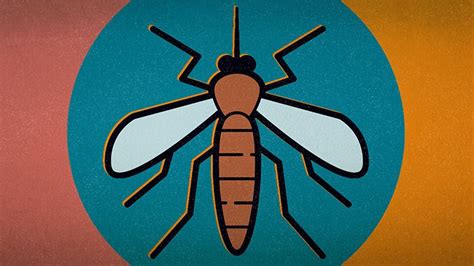 Mosquito Bite Allergy Understanding Skeeter Syndrome
