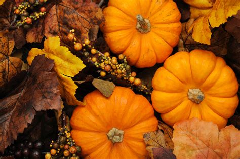 Fall Pics With Pumpkins Carinewbi