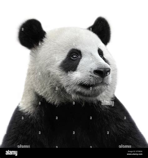 Closeup Of Giant Panda Bear Isolated On White Background Stock Photo