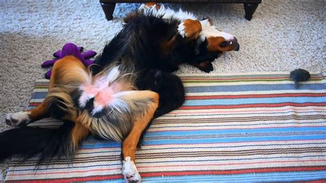 Funny Bernese Mountain Dog And Cute Little Cat Youtube