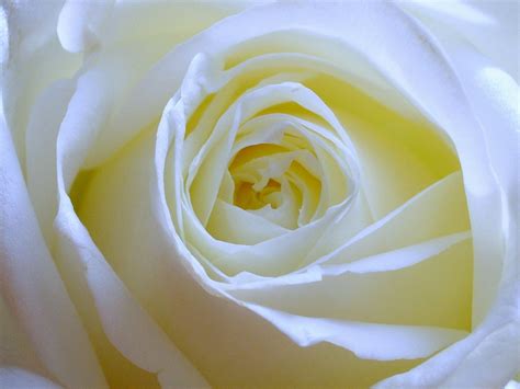 White Rose Free Stock Photo Freeimages