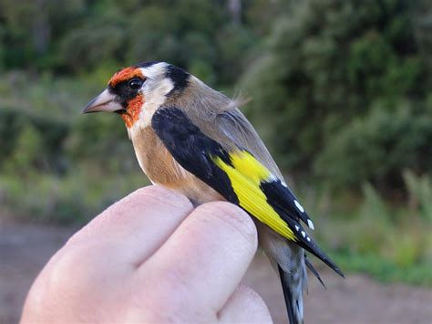 Top 10 Birds To Spot In Your Backyard Ourauckland