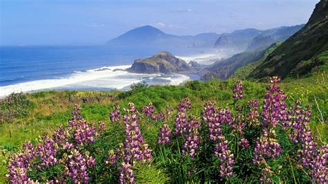Flowers Sea Cliff Mountains Landscape Coast Wallpapers Hd