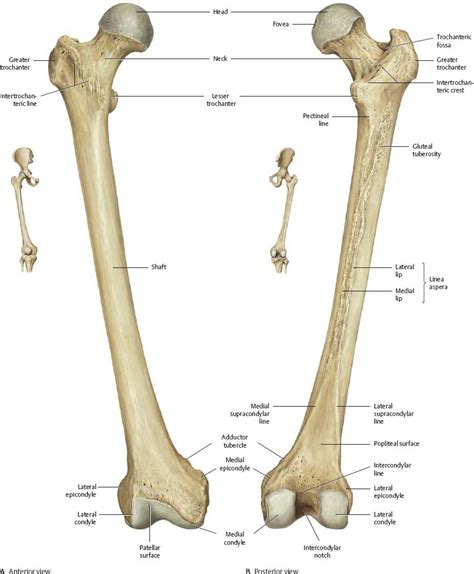 Femur And Tibia Anatomy