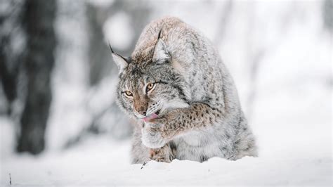 Download Wallpaper 1920x1080 Lynx Big Cat Protruding Tongue Snow