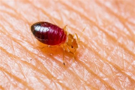 Bed Bug Extermination Vanish Canada